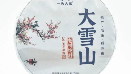 2023年天地人茶厂一头大象倒生根大雪山古树茶 生茶评测：舌底鸣泉，似冰糖韵