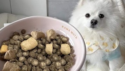 2025吃什么狗粮好？什么牌子的狗粮比较好？狗粮推荐什么品牌？