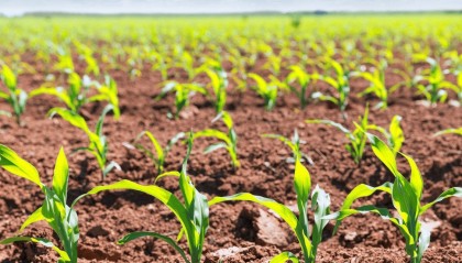 玉米密植哪种密度好