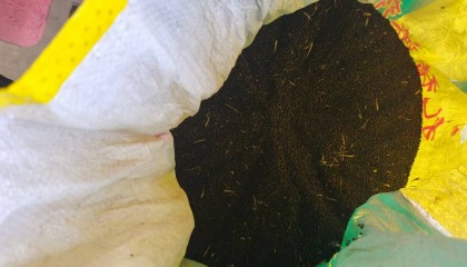 开阳县中桥村：“小菜籽”榨出乡村振兴“黄金油”