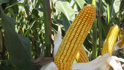 玉米种子哪种好