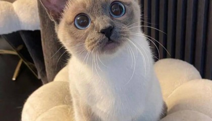 暹罗猫肥胖吃什么猫粮好？什么牌子的猫粮好？