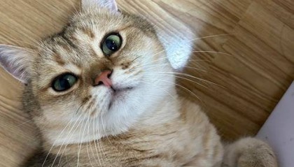 猫咪肥胖吃什么猫粮好？什么牌子的猫粮好？