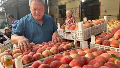 潍坊临朐：小村庄大产业 “黄金果”映红致富路