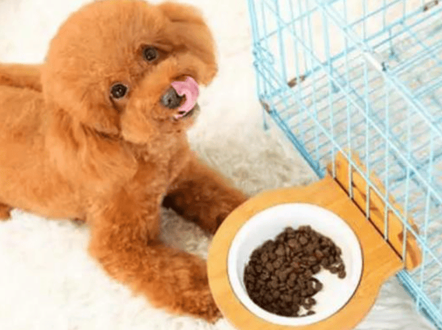 2025吃什么狗粮好？什么牌子的狗粮比较好？狗粮推荐什么品牌？