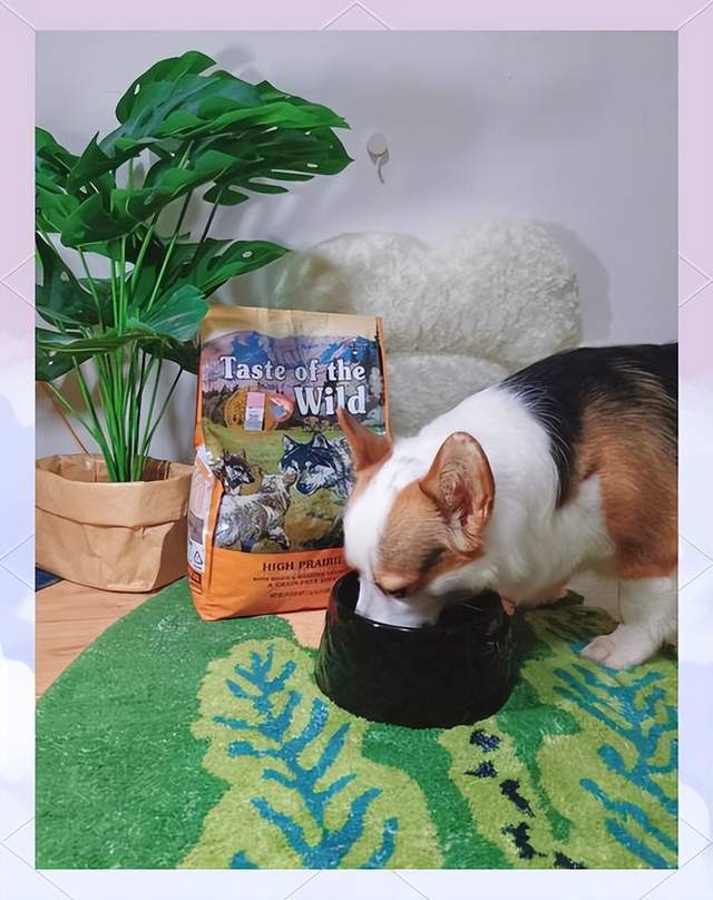 2025吃什么狗粮好？什么牌子的狗粮比较好？狗粮推荐什么品牌？