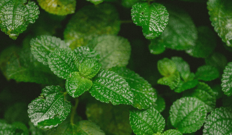 护发发膜什么牌子好用？男士发膜什么牌子好用？欧舒丹好么？