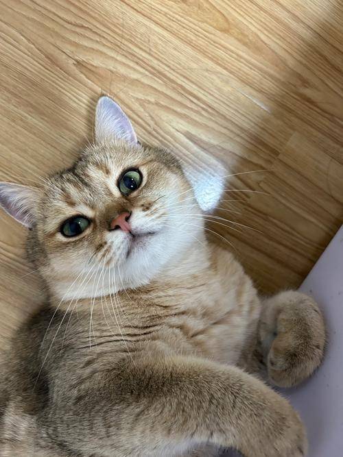 猫咪肥胖吃什么猫粮好？什么牌子的猫粮好？