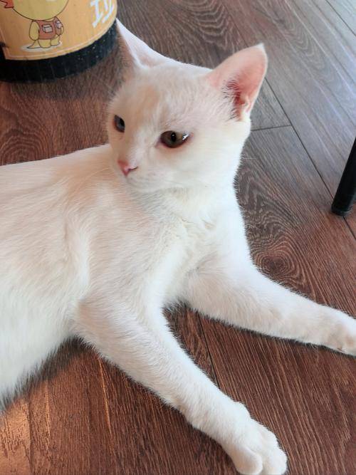 猫咪肥胖吃什么猫粮好？什么牌子的猫粮好？