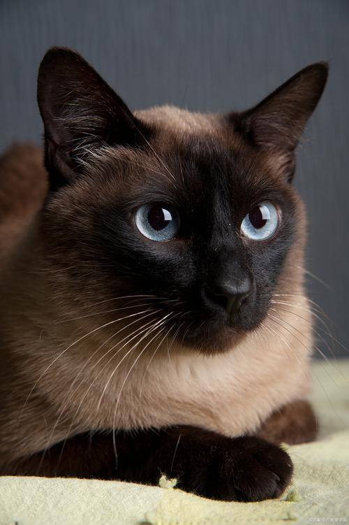 暹罗猫肥胖吃什么猫粮好？什么牌子的猫粮好？