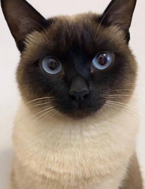 暹罗猫肥胖吃什么猫粮好？什么牌子的猫粮好？