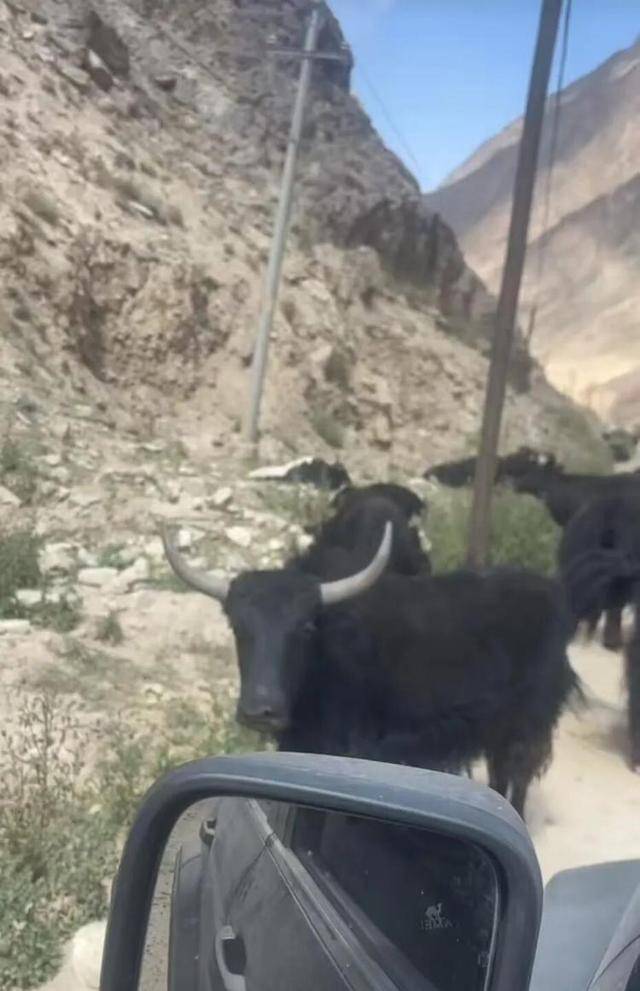 长沙00后小伙在新疆“找矿”，却因喂牛视频走红，当事人：每天见的牛羊比人还多