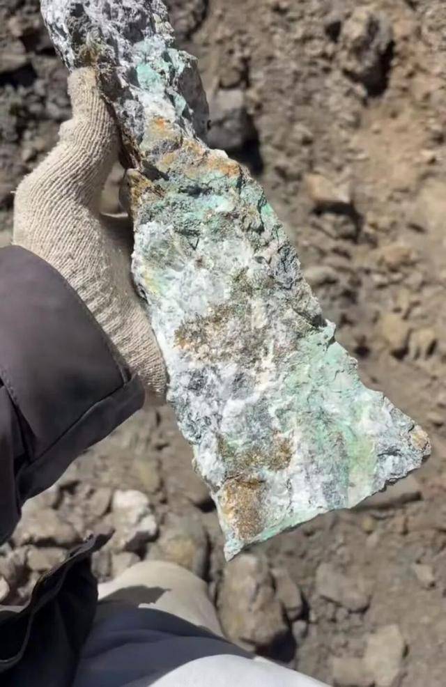 长沙00后小伙在新疆“找矿”，却因喂牛视频走红，当事人：每天见的牛羊比人还多