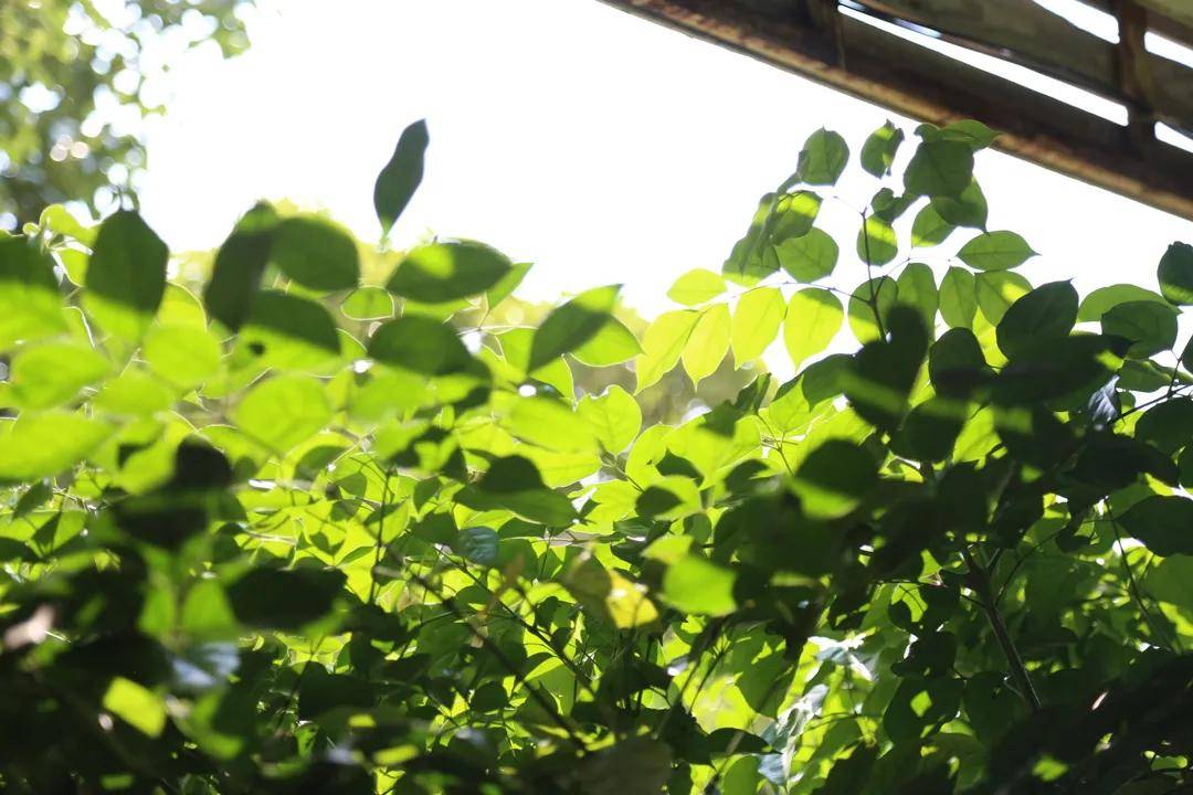 【闲来一品】·2018头春永德大雪山古树