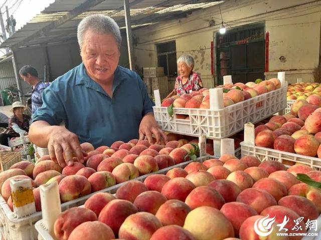 潍坊临朐：小村庄大产业 “黄金果”映红致富路