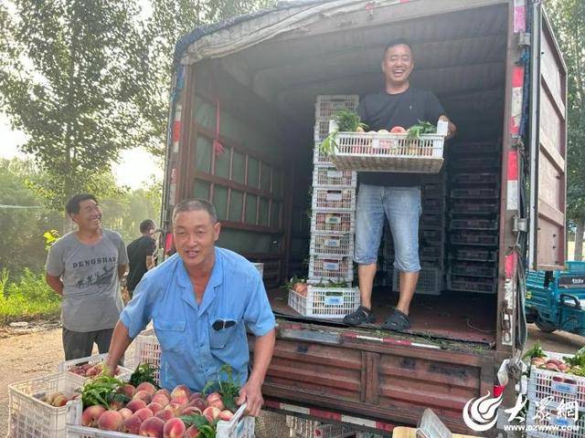 潍坊临朐：小村庄大产业 “黄金果”映红致富路